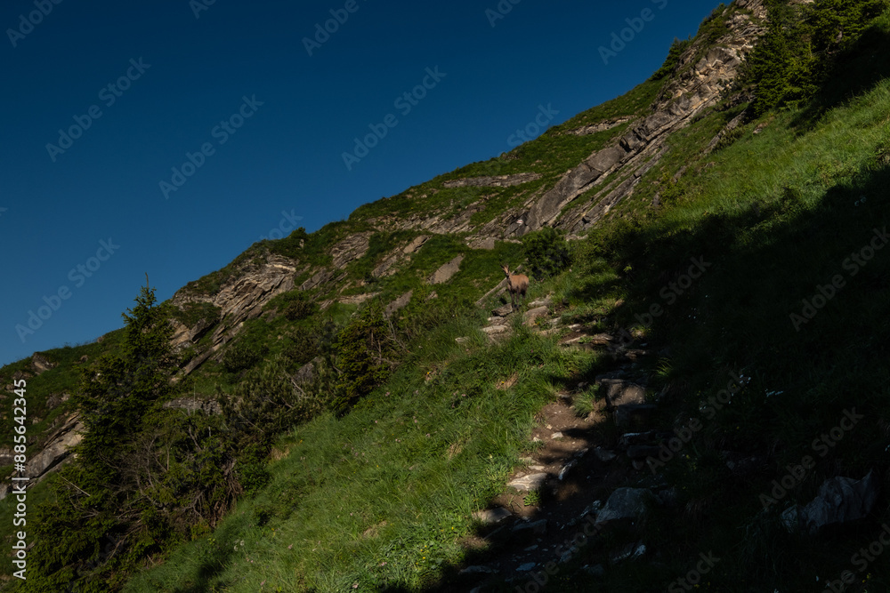 Obraz premium Landscape view of the Swiss alps, shot on the Niesen Mountain, near Interlaken, Bern, Switzerland