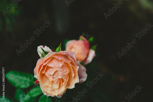 Bright Rose after rain on June 22, 2022 in Wisconsin photo