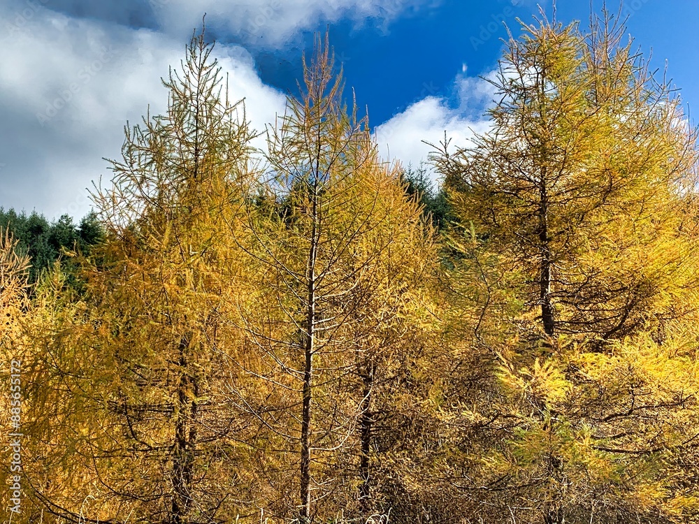 Fototapeta premium New Zealand