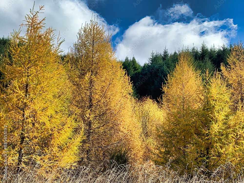 Fototapeta premium New Zealand