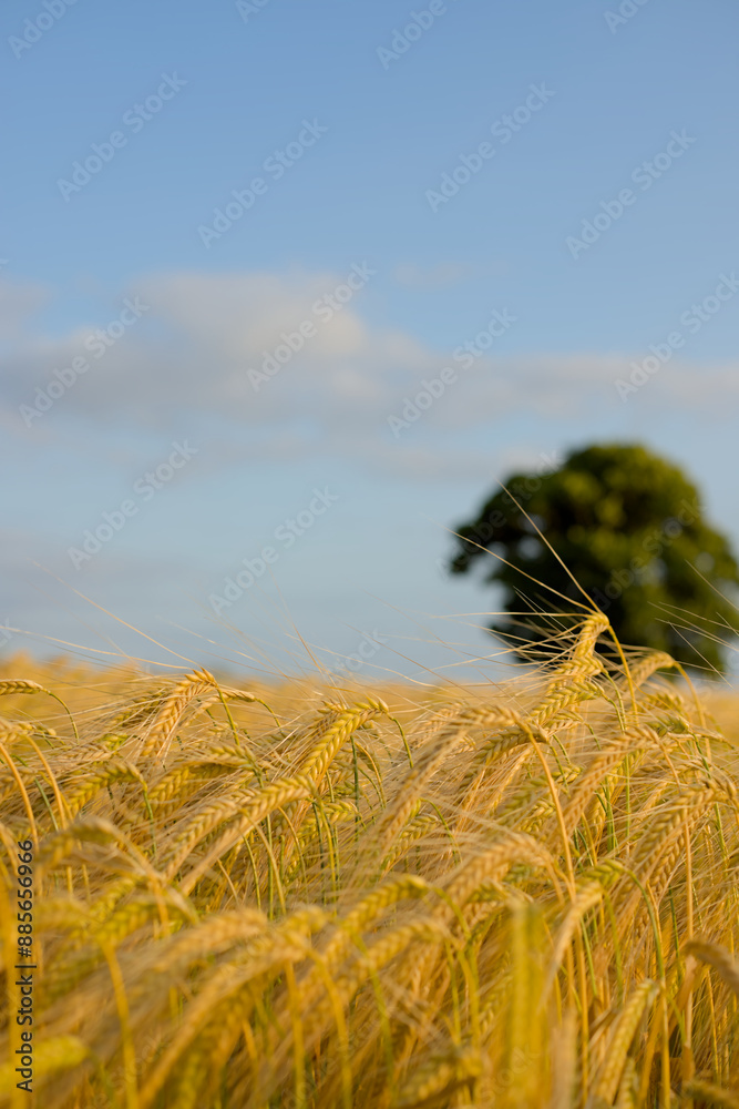 golden wheat field and sky