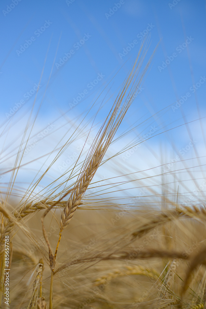ears of wheat on blue background