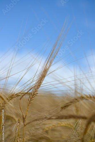 Obraz na płótnie ears of wheat on blue background w salonie
