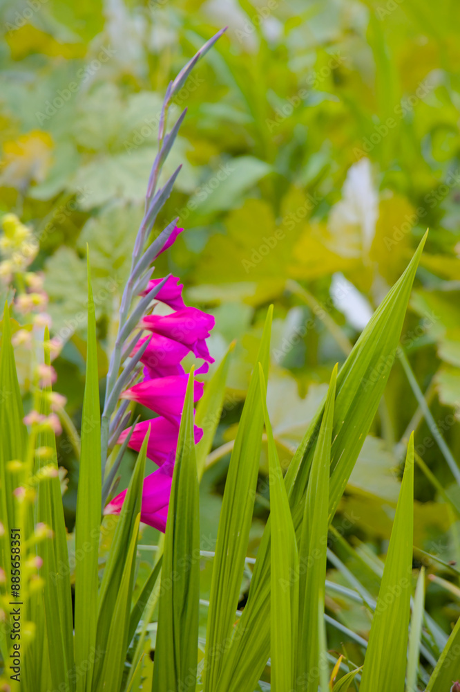 flowers in the garden