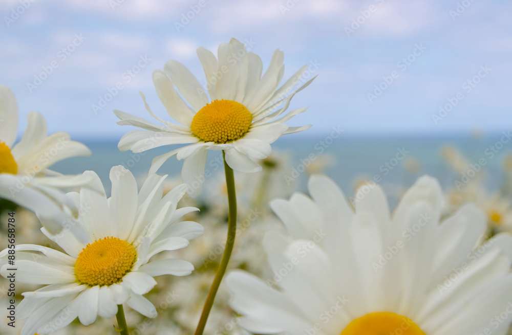 daisies against sky