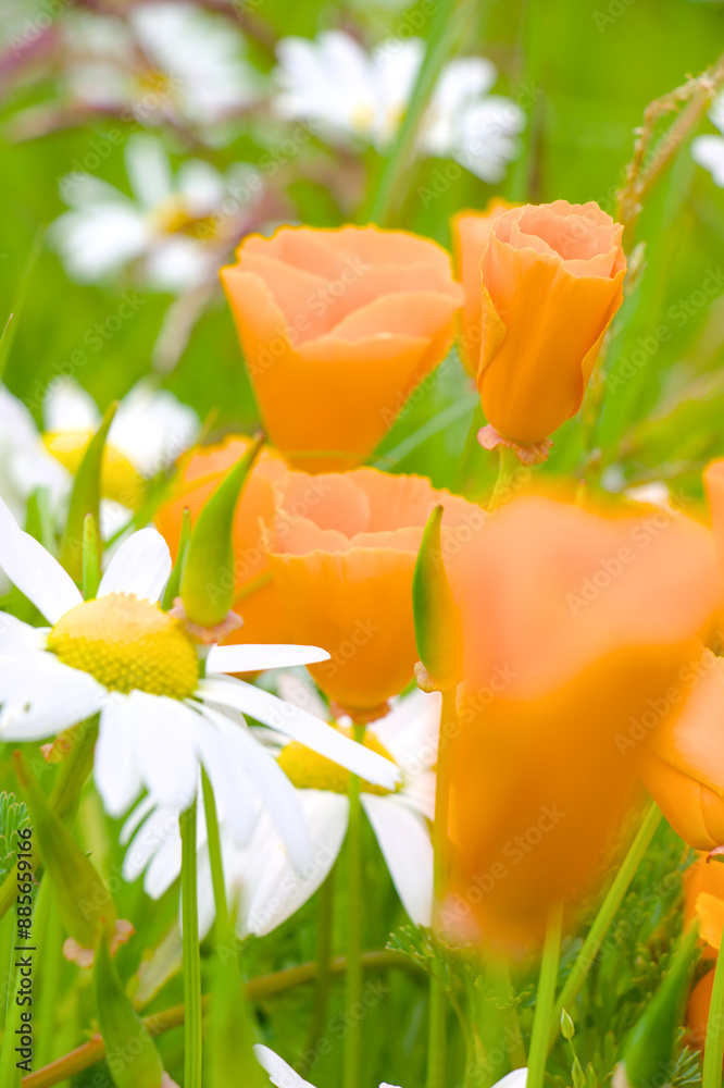 flower on a white background
