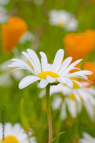 camomile of the grass