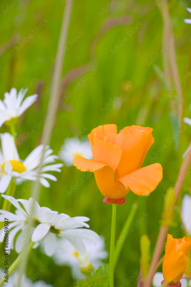 orange flower