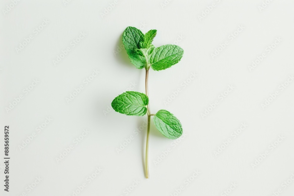 Sprig of Mint. Fresh Green Herbal Leaf Isolated on White Background Sprig of Mint. Fresh Green Herbal Leaf Isolated on White Background