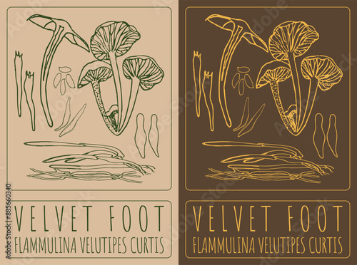 Vector drawing VELVET FOOT. Hand drawn illustration. The Latin name is FLAMMULINA VELUTIPES CURTIS .
