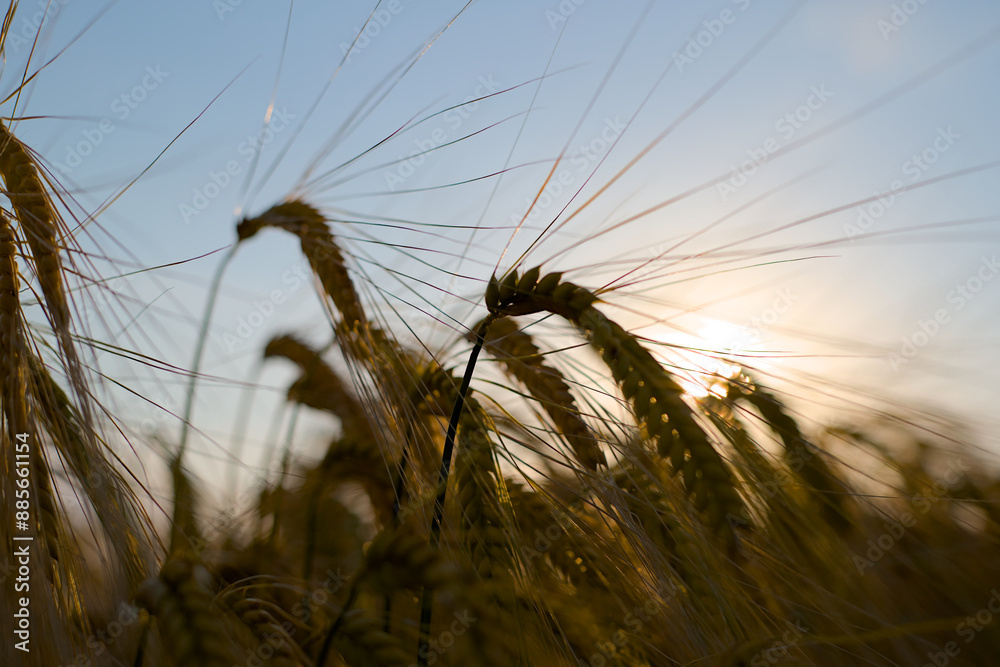 golden wheat field