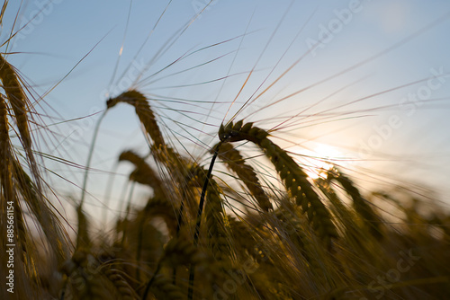 Obraz na płótnie golden wheat field w salonie