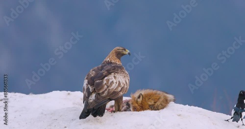 Golden eagle and fox in a winter landscape over the fjords of Telemark in Norway