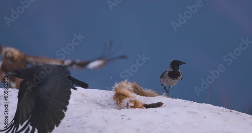 Golden eagles and wild birds in a rugged winter landscape in Telemark, Norway