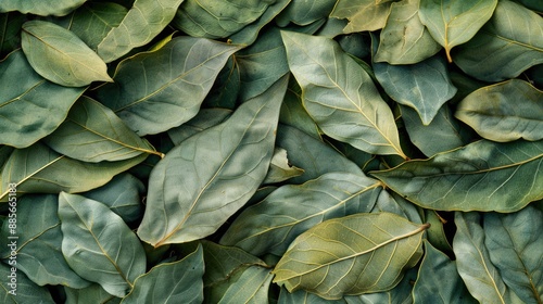 Coca Leaf. Green Dried Leaves of Erythroxylum Coca Plant as Medicinal Background photo