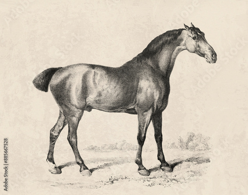Картината върху платно Horse drawing in a vintage style on an aged beige paper background