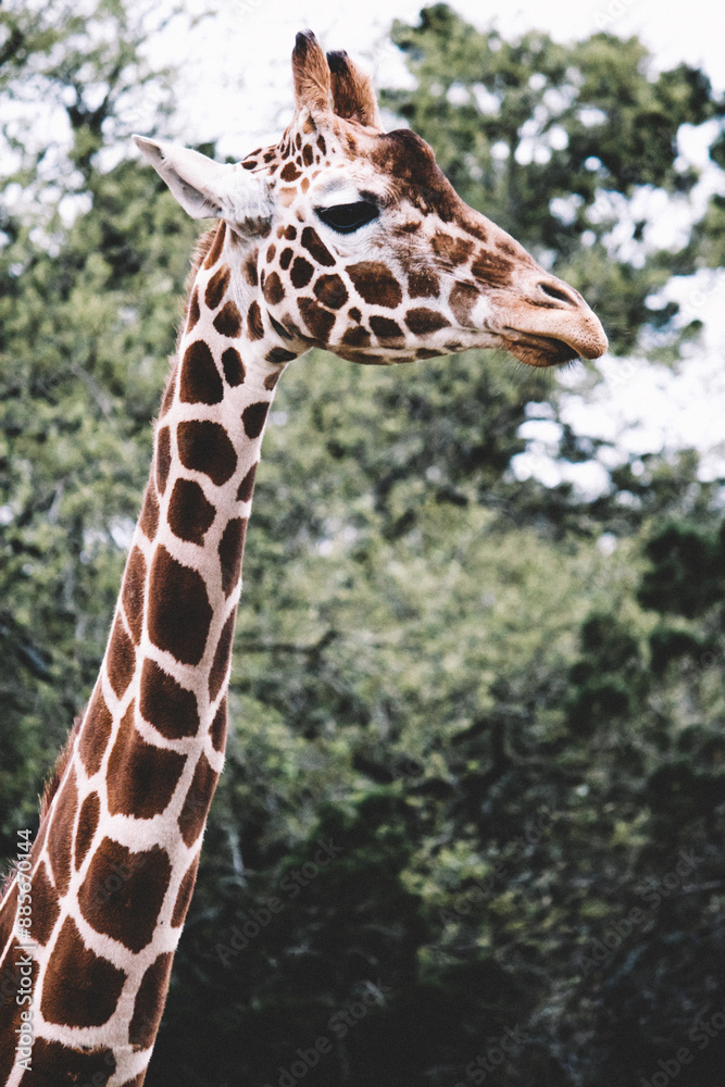 Animal Wildlife Safari Nature Photo Animal Wildlife Safari Nature Photo