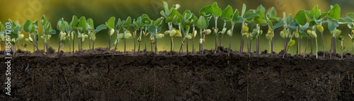 Young soybean plants with roots in a row photo