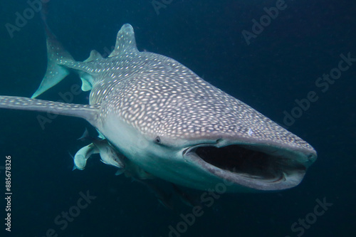 Fotografie Giant whale shark (Rhincodon typus) swimming in the murky waters of Borneo islan
