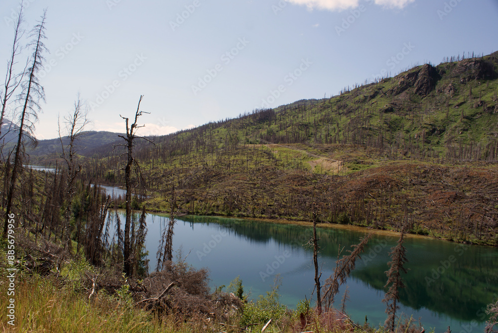 Vegetation growth after the Skilak Lake forest fire in Alaska Vegetation growth after the Skilak Lake forest fire in Alaska
