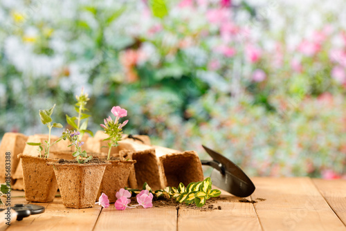 Young plant seedlings in small paper pots on wooden garden table. Garden table top and blurred garden in the background. Space on the table for mountage advertising products. photo