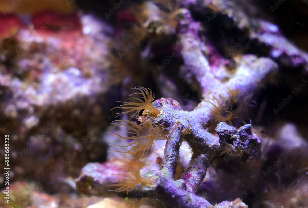 Obraz premium Most common pests in marine aquarium tank