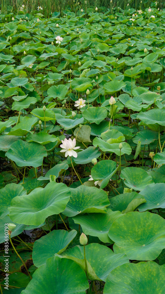 beauty flower green bloom nature pond flora lotus flower background garden petal lotus zen beauty flower green bloom nature pond flora lotus flower background garden petal lotus zen