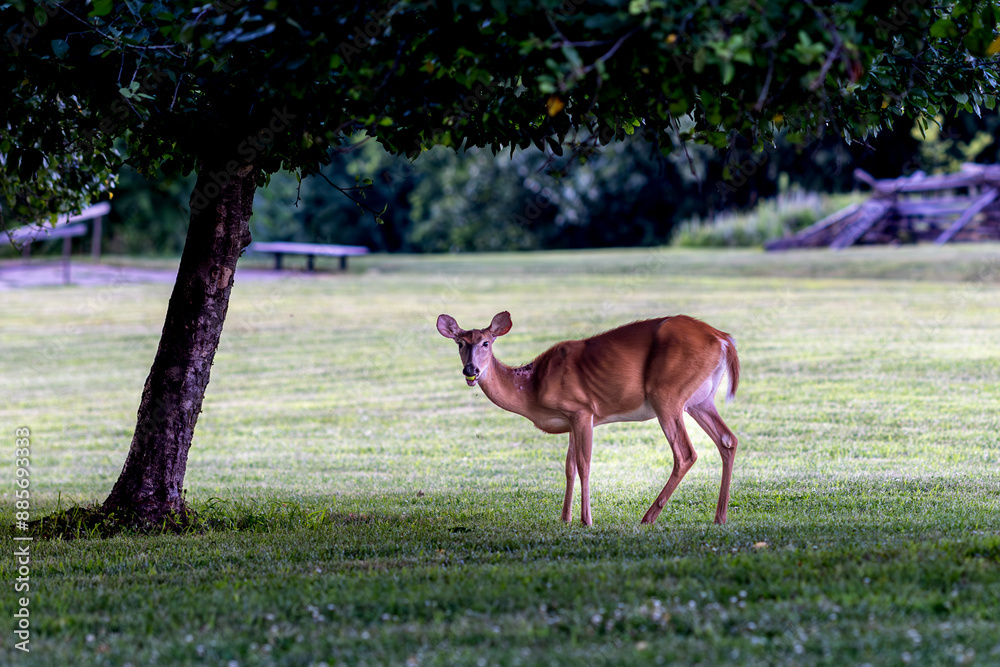 Whitetail deer eating apples in the summer Whitetail deer eating apples in the summer