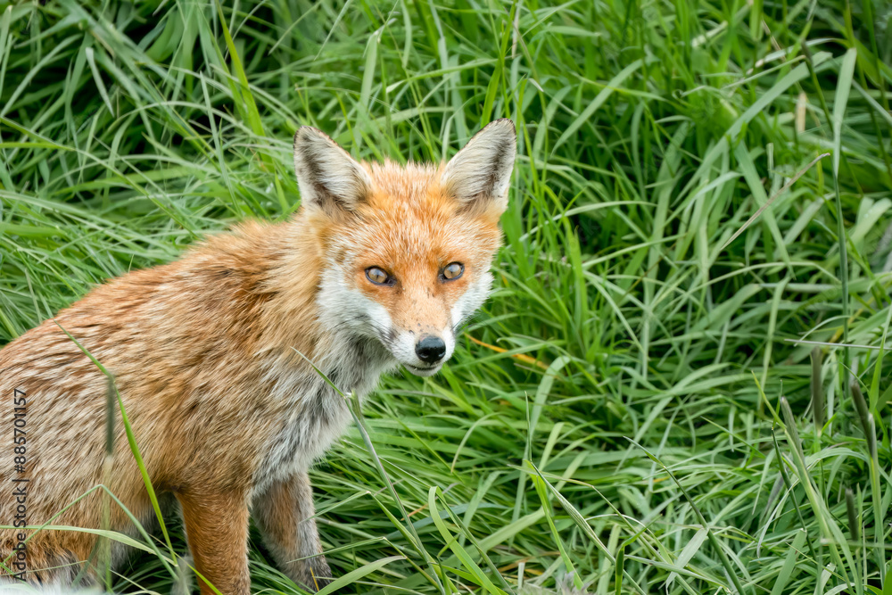 close-up of a male fox (Vulpes vulpes) in long grass close-up of a male fox (Vulpes vulpes) in long grass