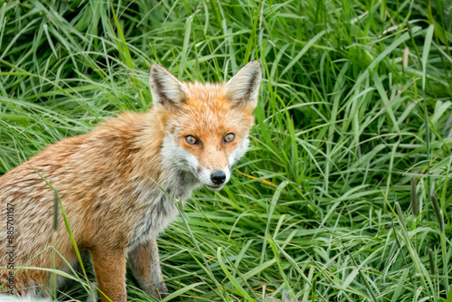 close-up of a male fox (Vulpes vulpes) in long grass