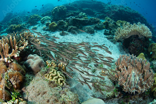 A school of juvenile Striped eel catfish, Plotosus lineatus, scours the seafloor for food in Alor, Indonesia. These small fish have venomous spines to protect themselves from predators. photo