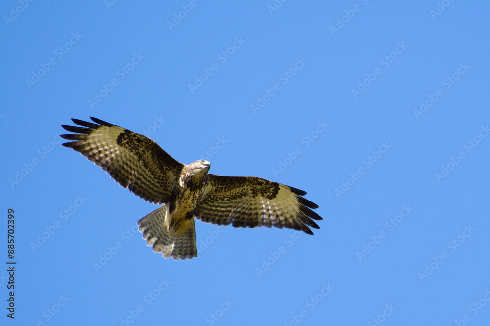 Bird of prey Buteo buteo aka common buzzard is flying over the field and hunting. Very common bird of prey in Czech republic. Bird of prey Buteo buteo aka common buzzard is flying over the field and hunting. Very common bird of prey in Czech republic.