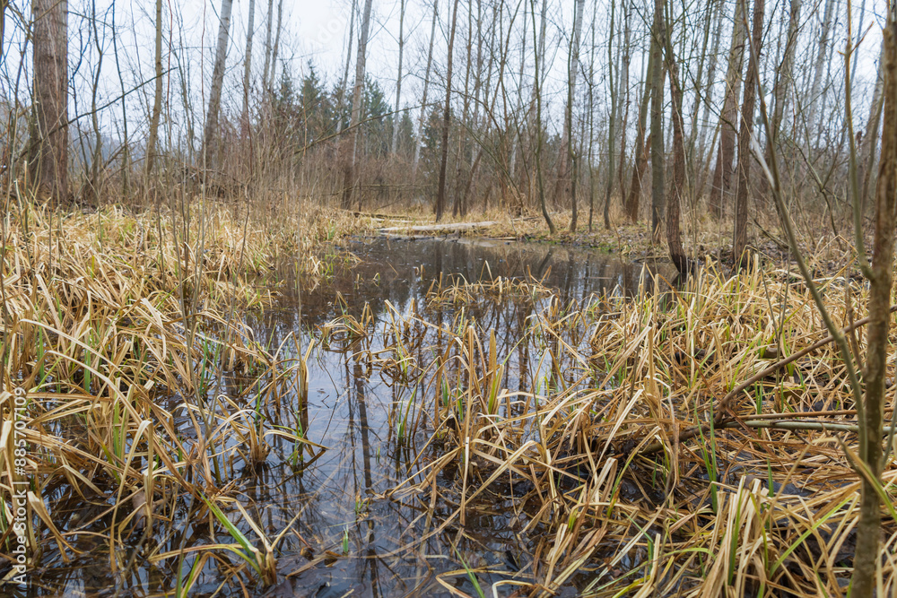 Fototapeta premium Floodplain forest. Trees growing in water. Wild nature. Pond and trees
