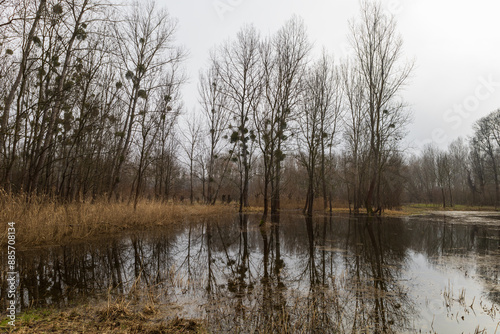 Floodplain forest. Trees growing in water. Wild nature. Pond and trees