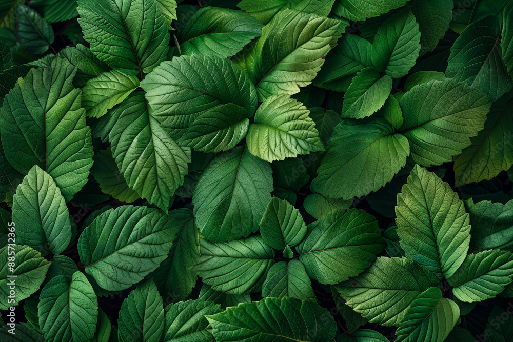 Background of green leaves. Summer, plants, leaves, greenery Background of green leaves. Summer, plants, leaves, greenery