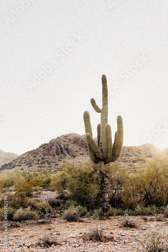 saguaro cactus in arizona photo