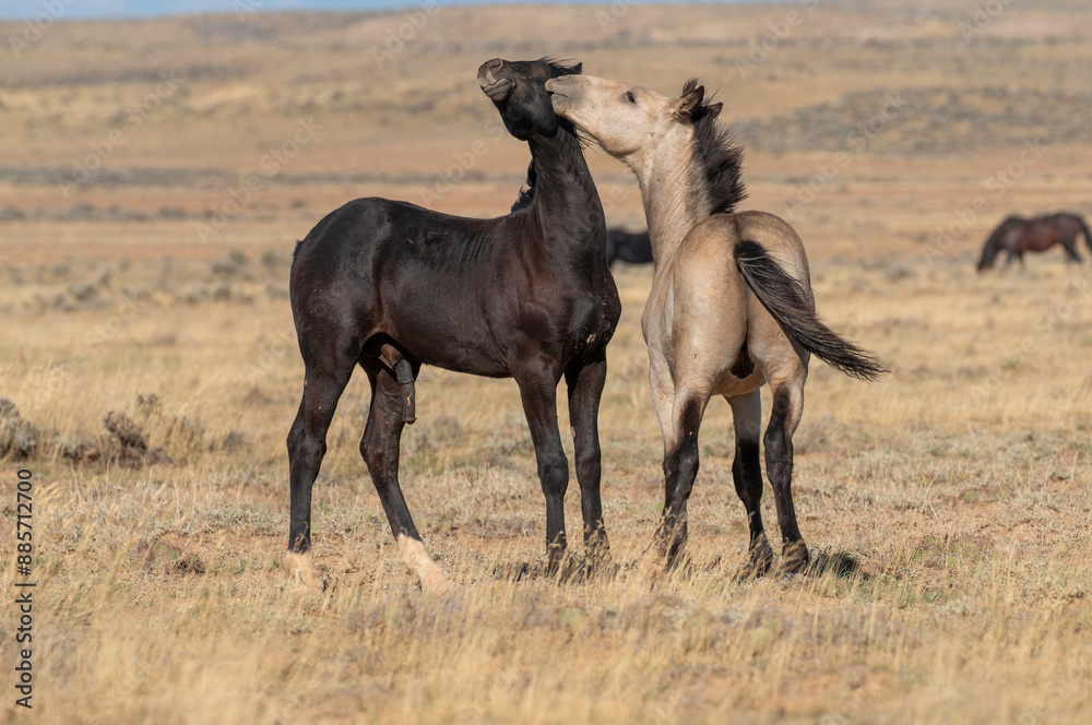 Pair of Wild Horses Sparring in Autumn in Wyoming Pair of Wild Horses Sparring in Autumn in Wyoming