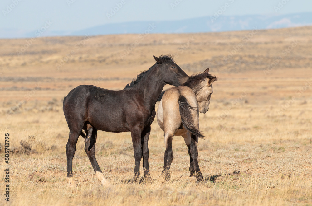Pair of Wild Horses Sparring in Autumn in Wyoming Pair of Wild Horses Sparring in Autumn in Wyoming