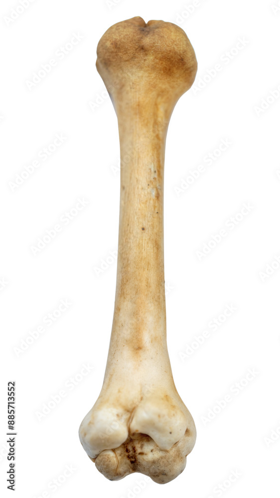 Bone fragment on Transparent Background. Bone fragment on Transparent Background.