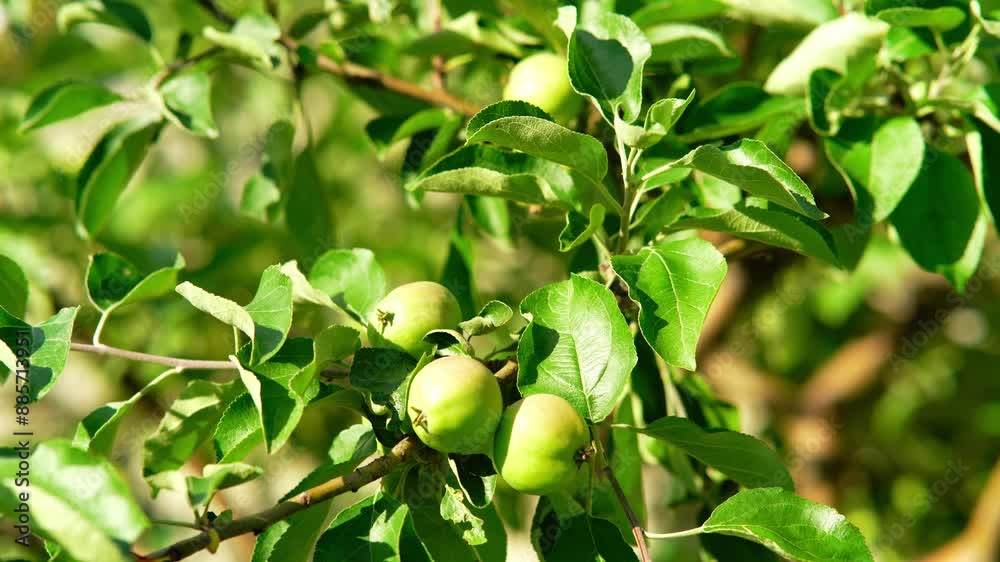 Branch with green unripe apples and foliage swaying in the wind on a sunny summer day. Hanging fruits on an apple tree in an orchard outdoors. Branch with green unripe apples and foliage swaying in the wind on a sunny summer day. Hanging fruits on an apple tree in an orchard outdoors.