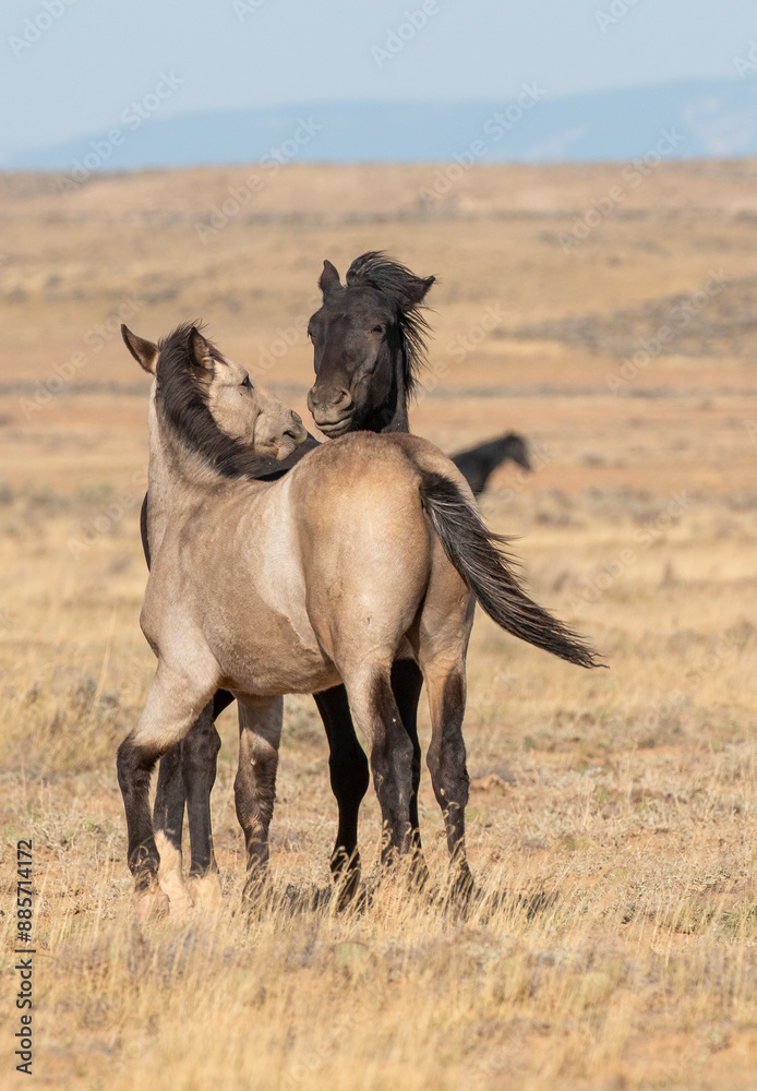 Pair of Wild Horses Sparring in Autumn in Wyoming