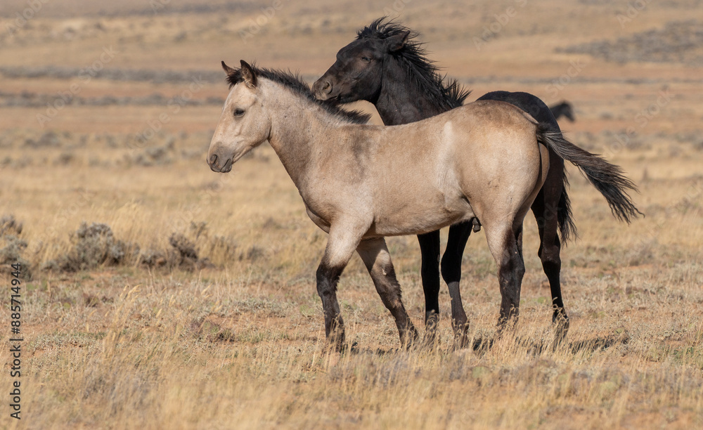 Pair of Wild Horses Sparring in Autumn in Wyoming Pair of Wild Horses Sparring in Autumn in Wyoming