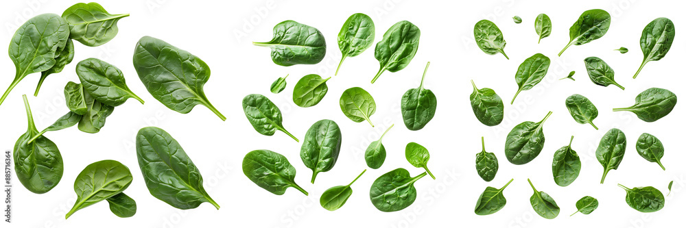 Spinach. Spinach leaves isolated on transparent background Spinach. Spinach leaves isolated on transparent background