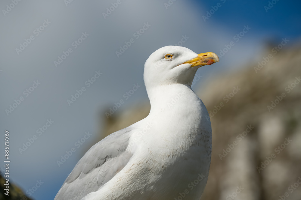 detailed close-up portrait of a European Herring Gull (Larus argentatus) detailed close-up portrait of a European Herring Gull (Larus argentatus)