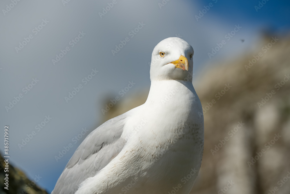 detailed close-up portrait of a European Herring Gull (Larus argentatus) detailed close-up portrait of a European Herring Gull (Larus argentatus)