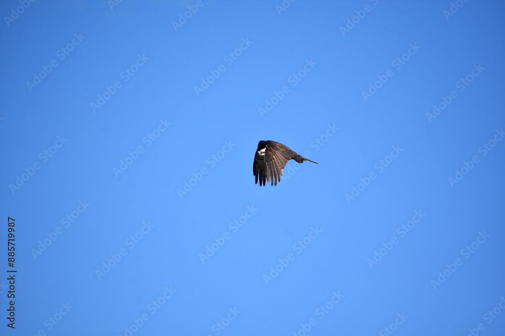 Fish Hawk with Wings Folded in Flight Fish Hawk with Wings Folded in Flight