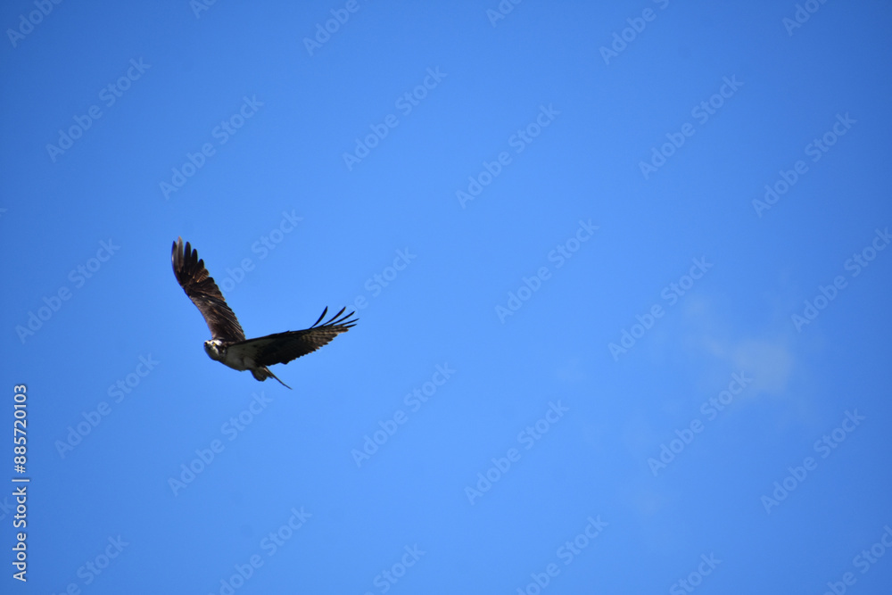 Fototapeta premium Osprey Gliding and Flying in Blue Skies