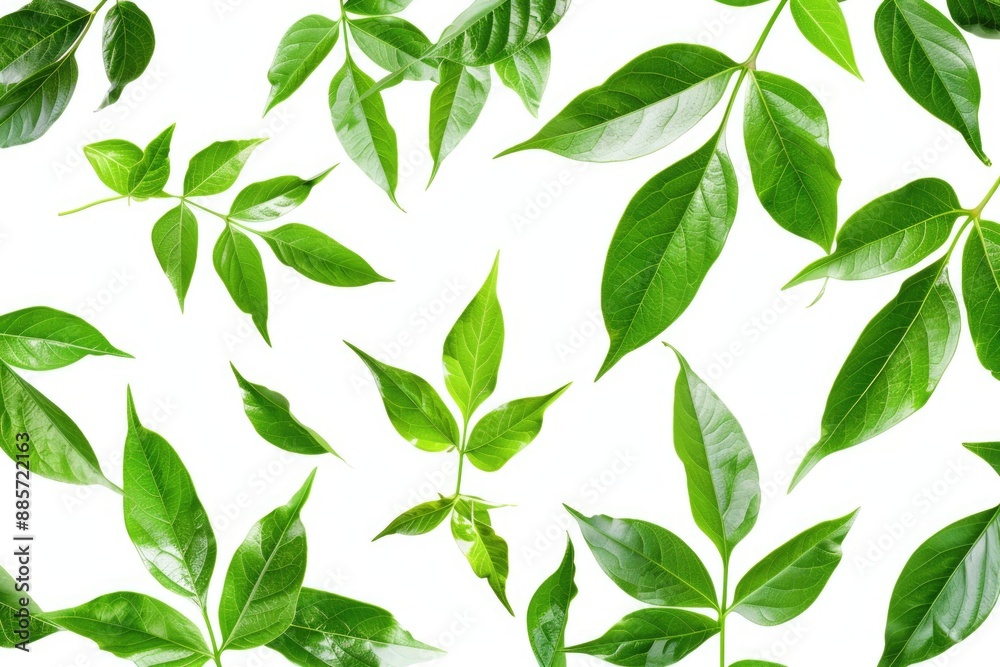 custom made wallpaper toronto digitalA cluster of green leaves on a white background, ideal for use in designs related to nature, spring, or outdoor themes