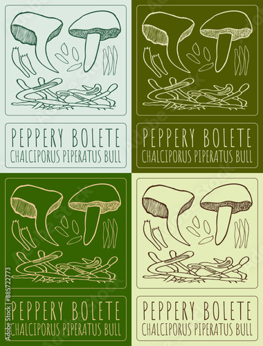 Set of vector drawing PEPPERY BOLETE in various colors. Hand drawn illustration. The Latin name is CHALCIPORUS PIPERATUS BULL.
 photo