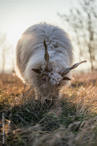 Hungarian Racka sheeps on a field and in a forest photo